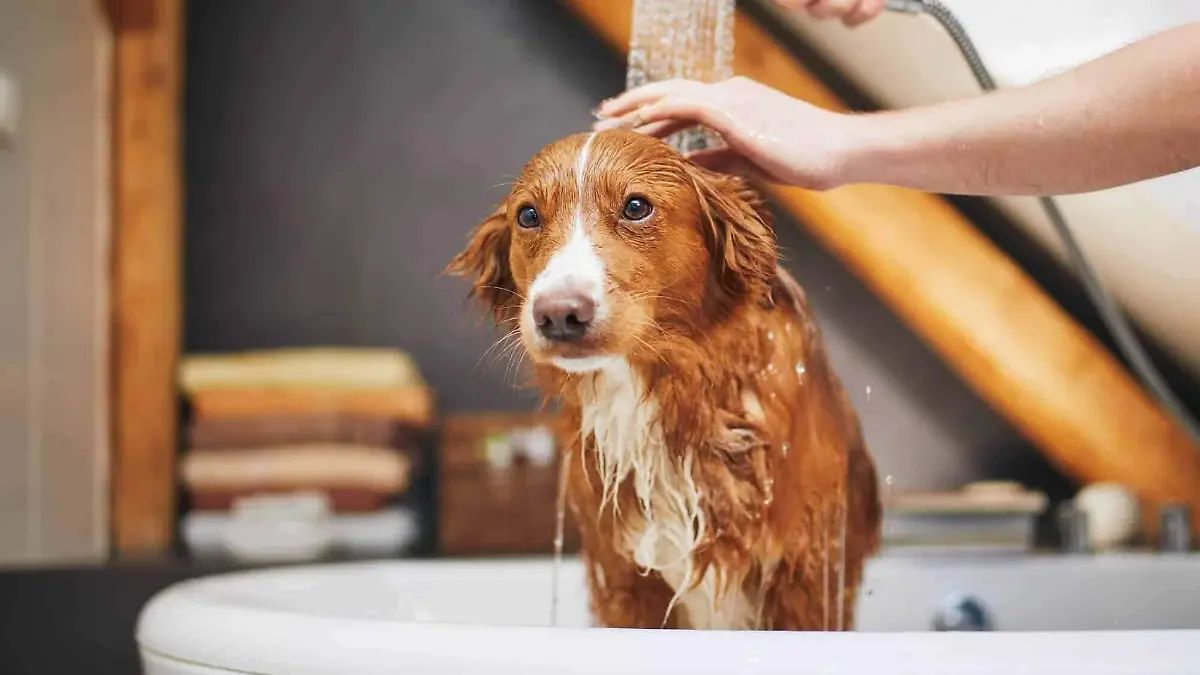Perrito tomando baño