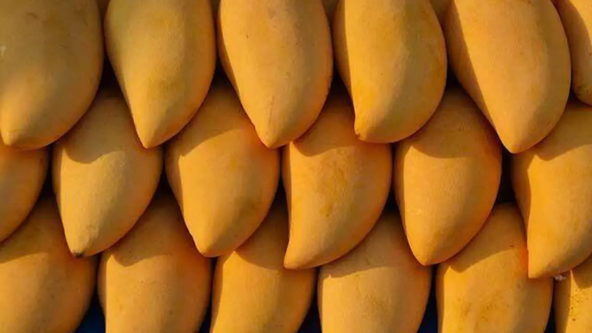 mango