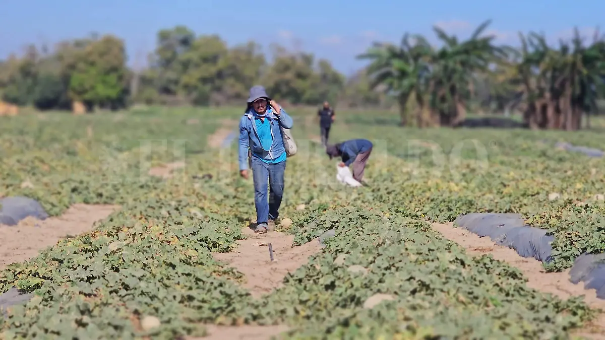 Agricultores de melón