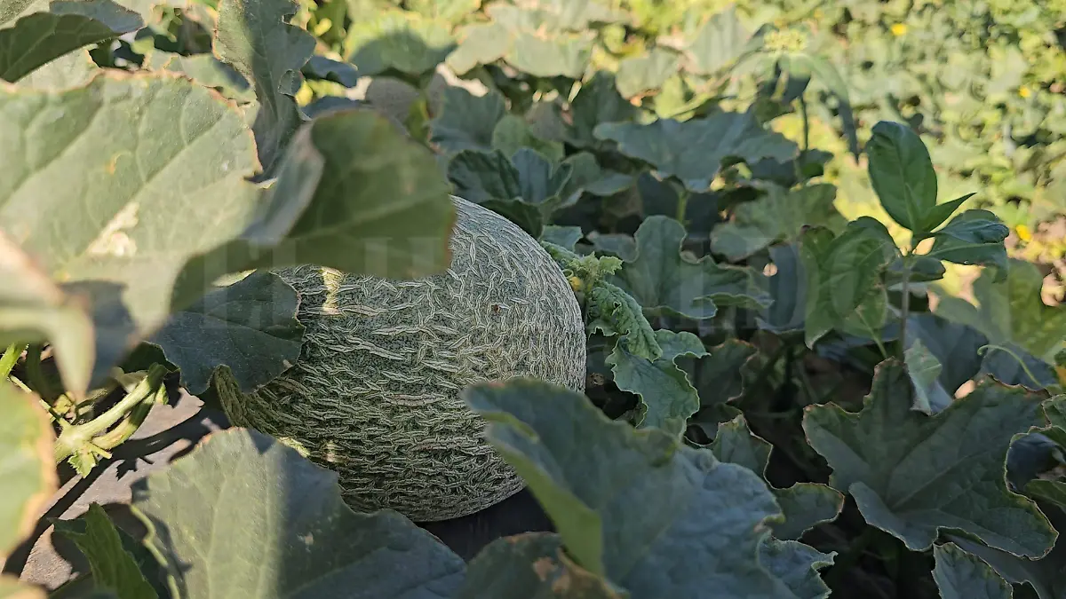 Producción de melón