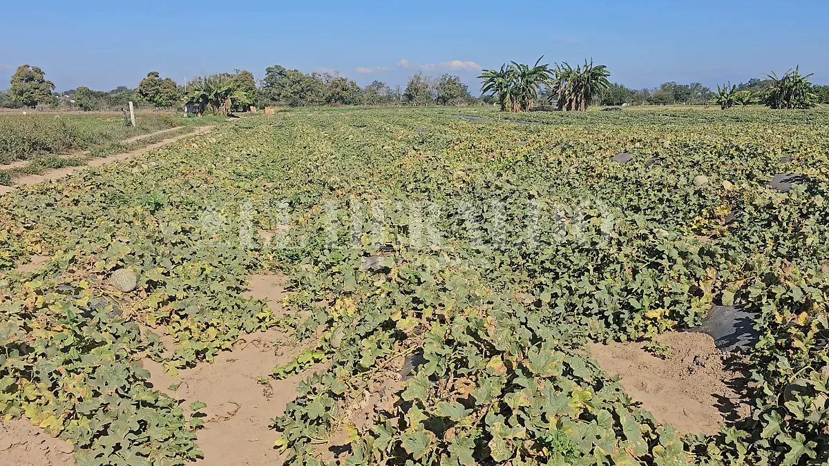 Sobreproducción de melón
