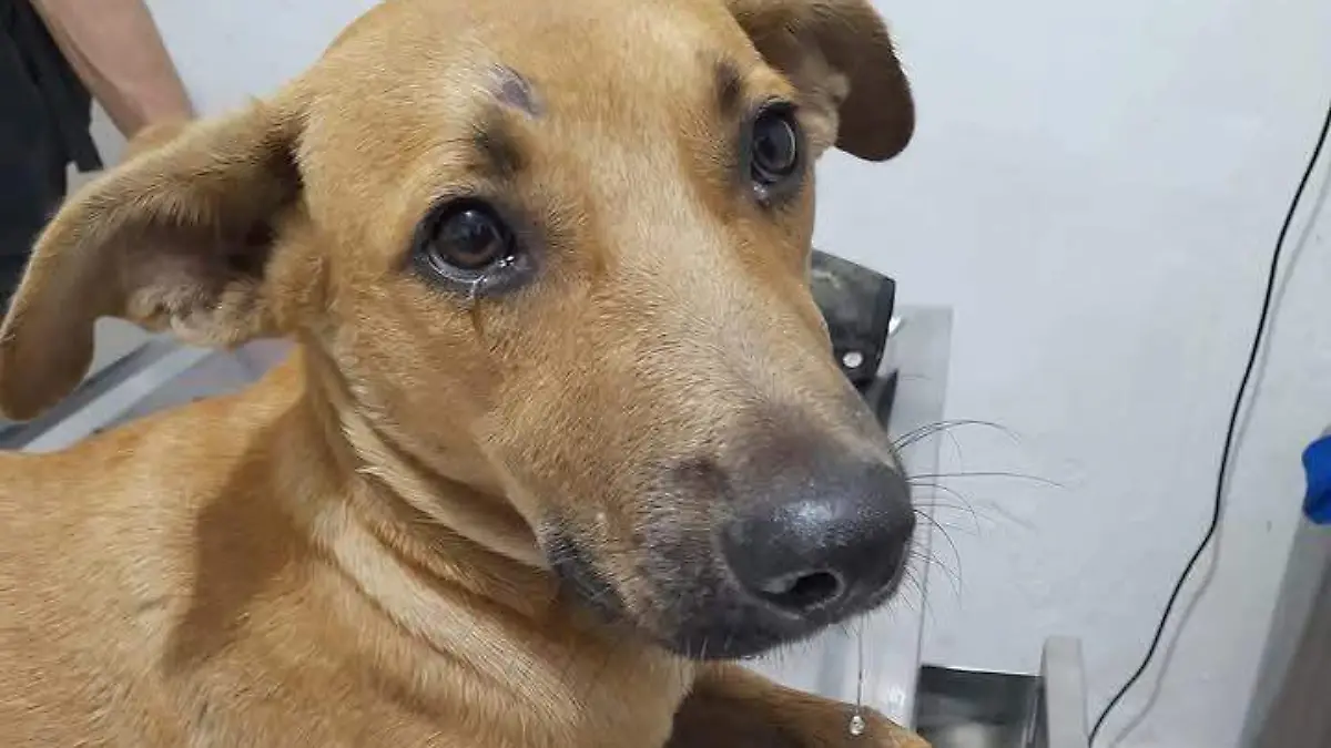 Cuando las mascotas están enfermas la salud de la población está en riesgo 