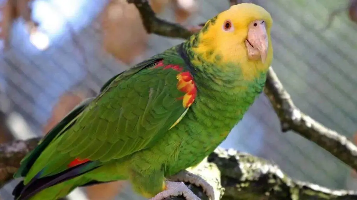 loro cabeza amarilla