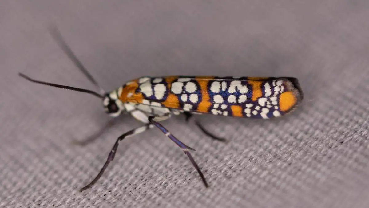 polilla pintada