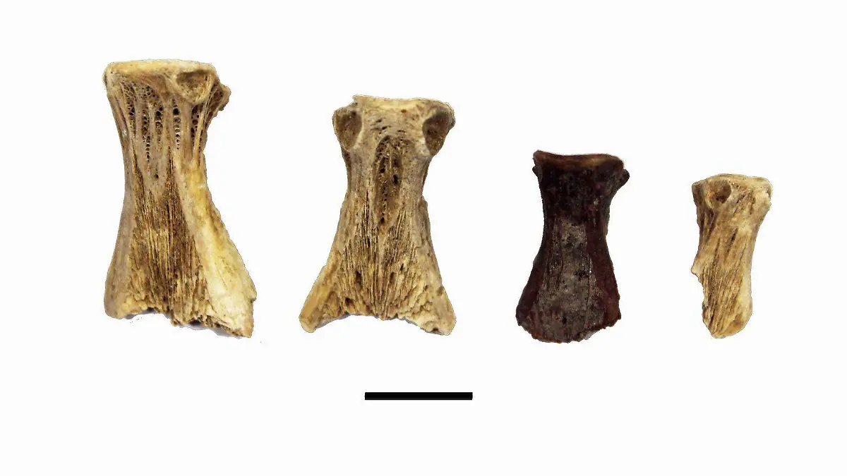 Animales ussdos en rituales mayas