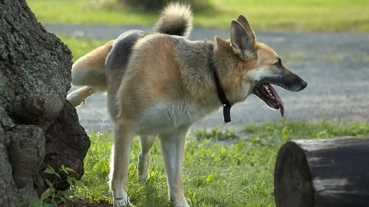 perrito haciendo pis