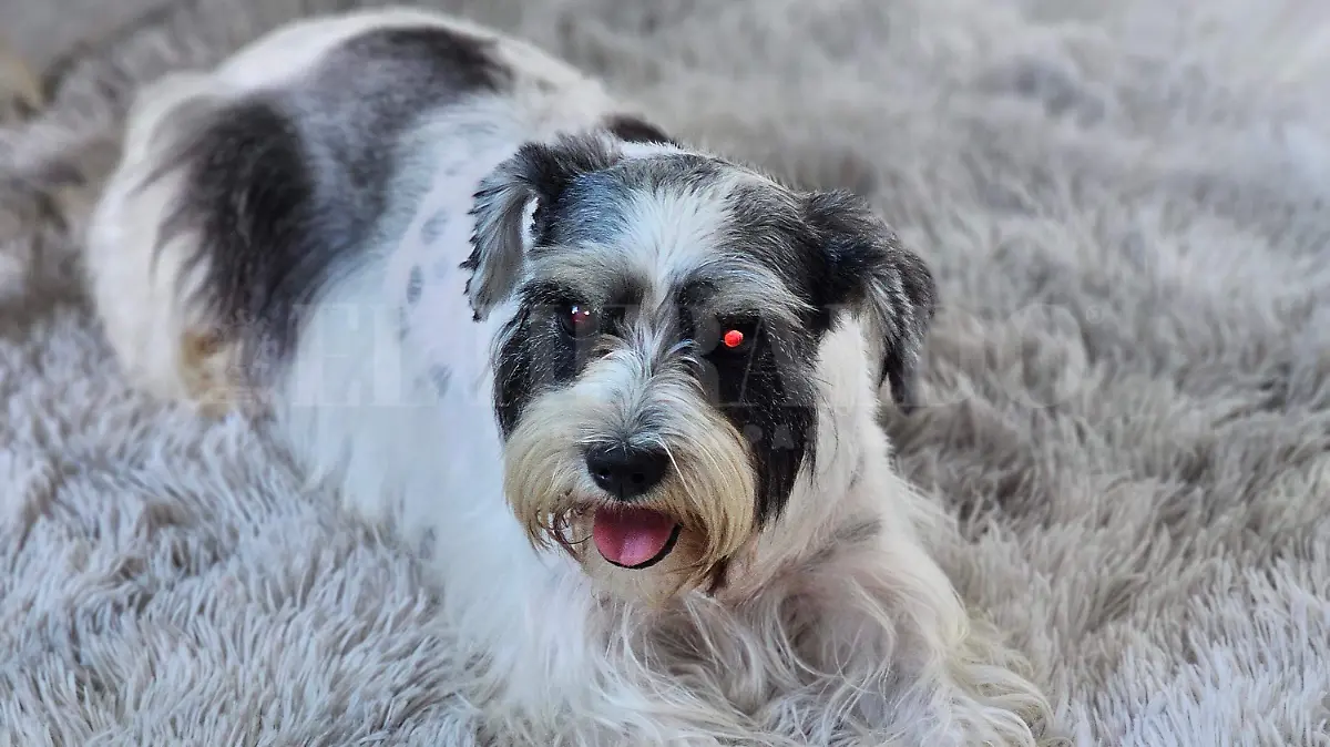 Gusano barrenador en caninos