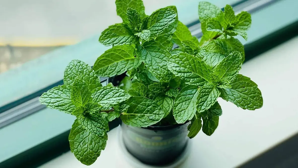 planta de menta