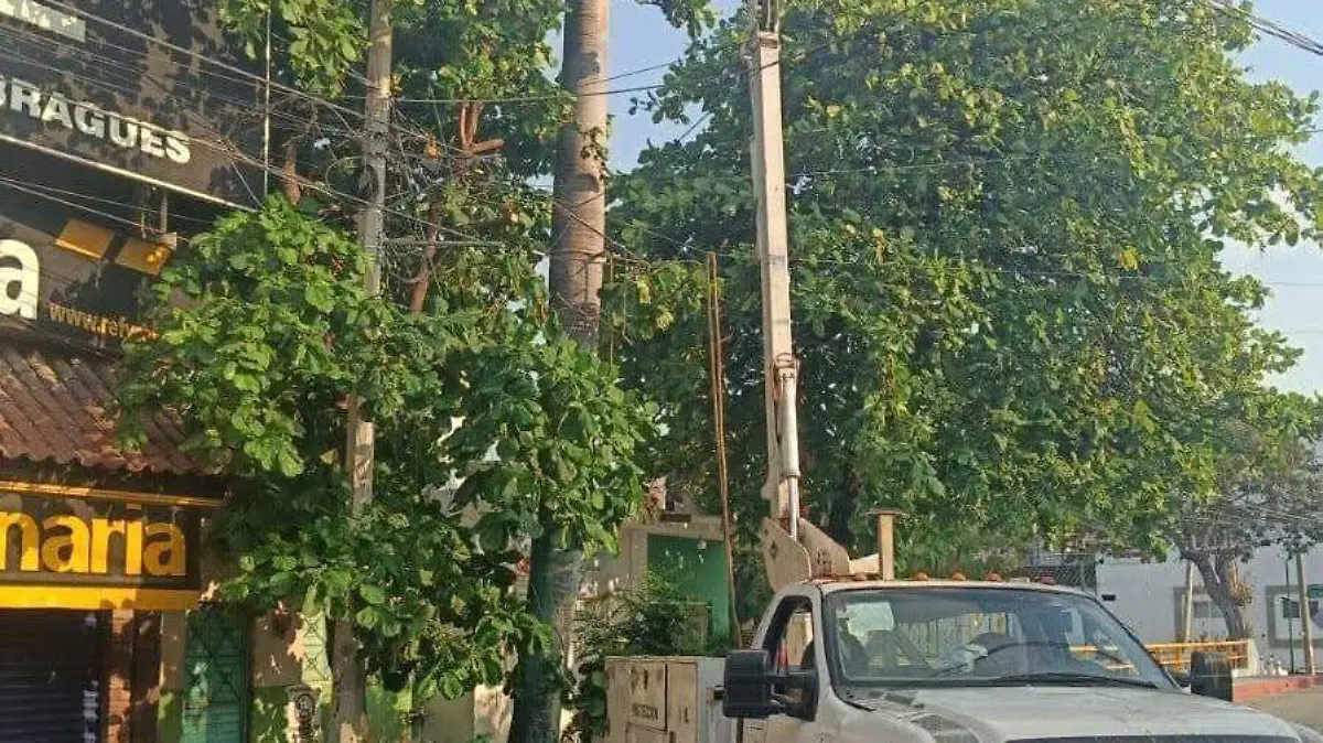 Palmeras rebasan cables