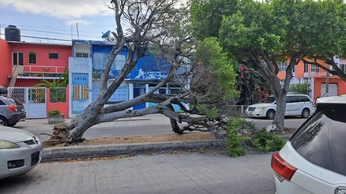 Cae arbol de laurel