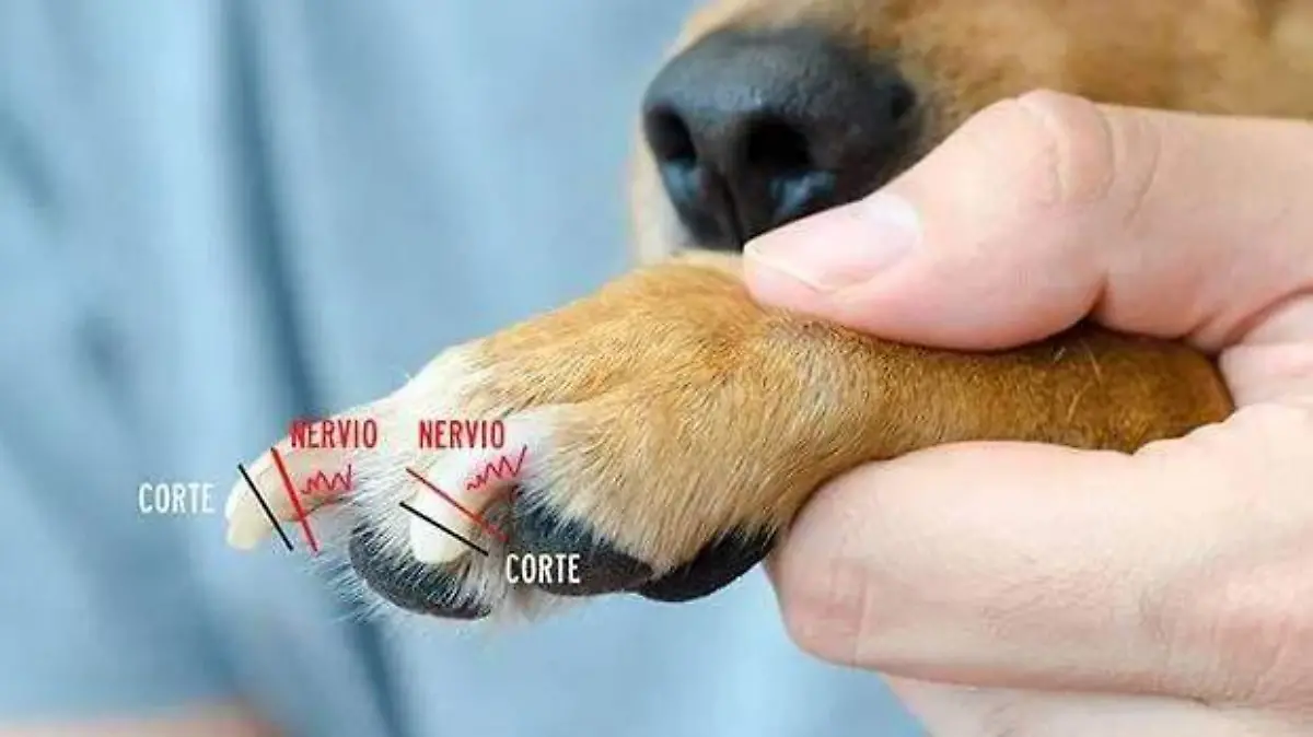 cortes de pezuñas