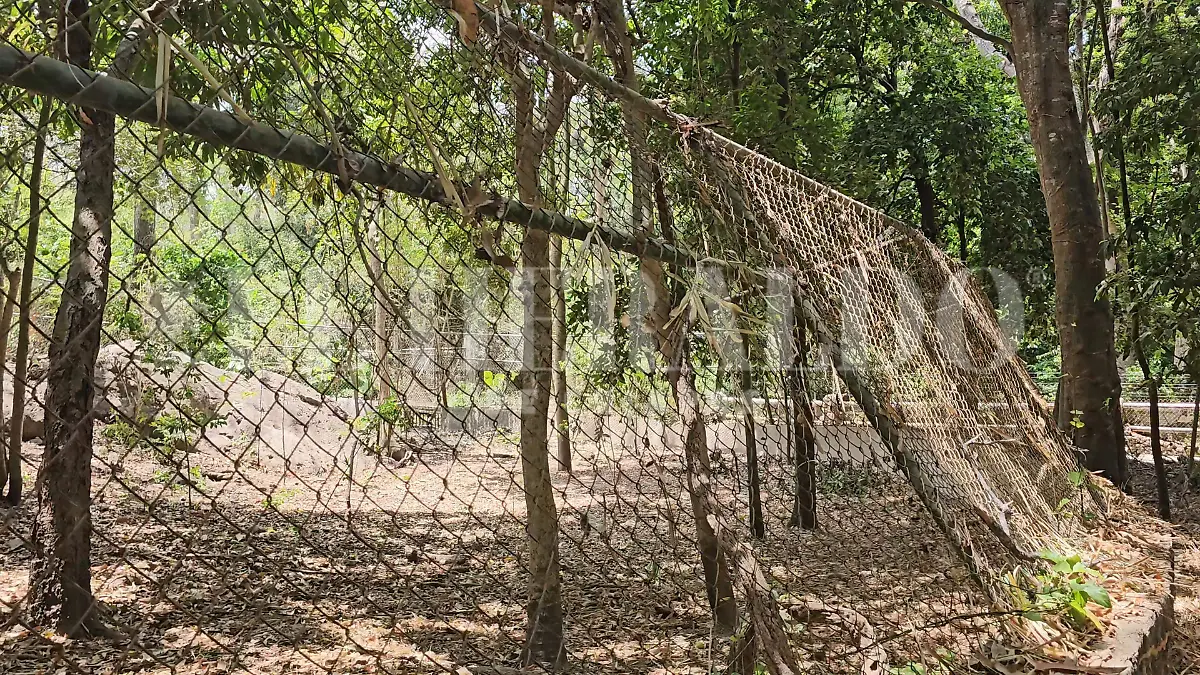 Zoológico ZooMat coyote