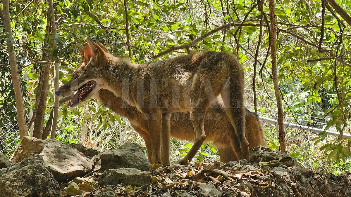 Coyotes ZooMat