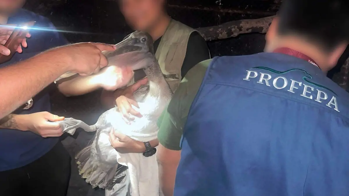 Pelicanos rescatados