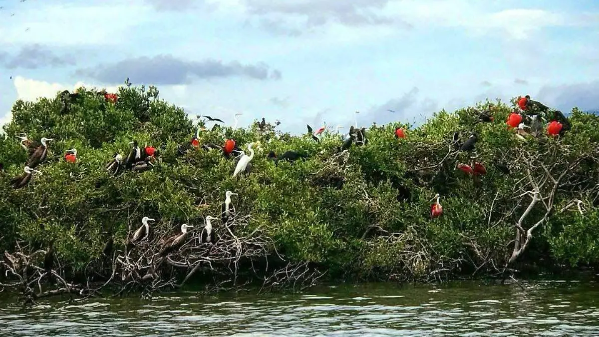 isla de pajaros 3