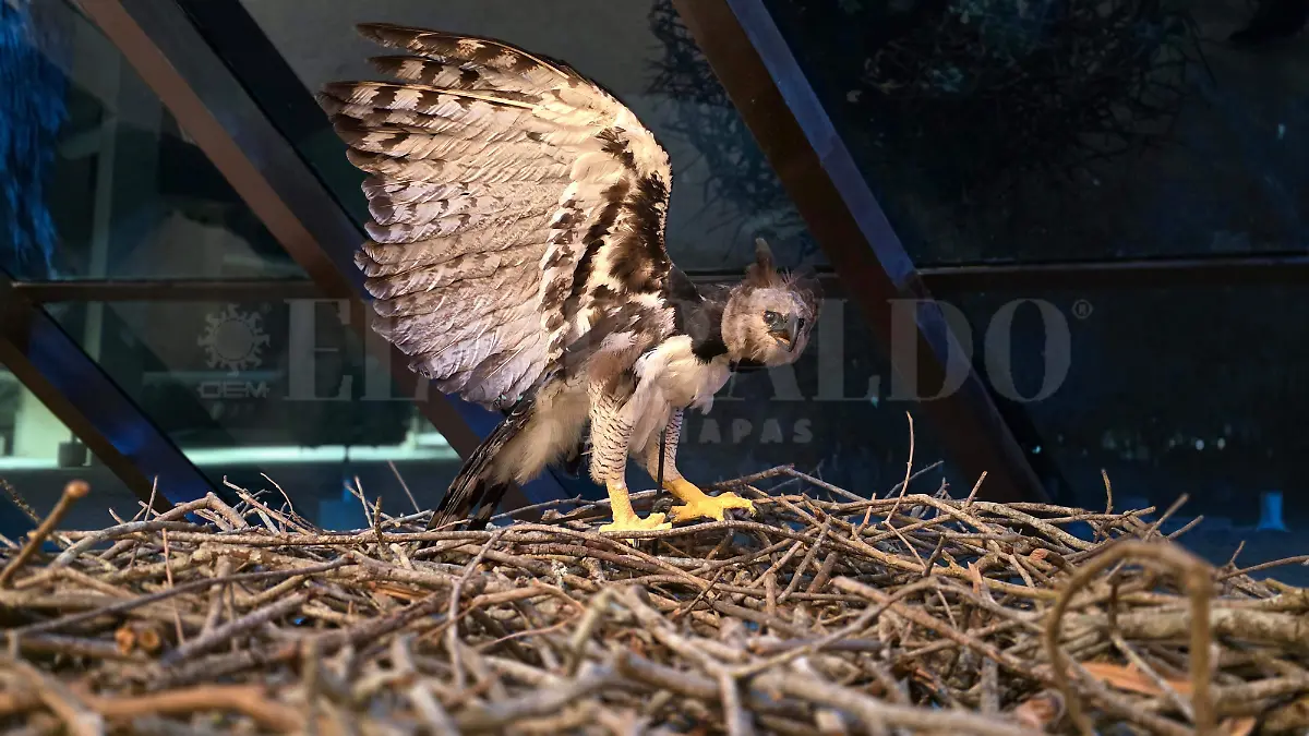 Águila Arpía Chiapas Selva Lacandona