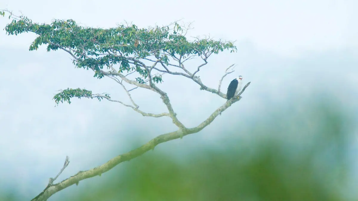 AGUILA_ALBINEGRA_04_ALTA-1536x1024