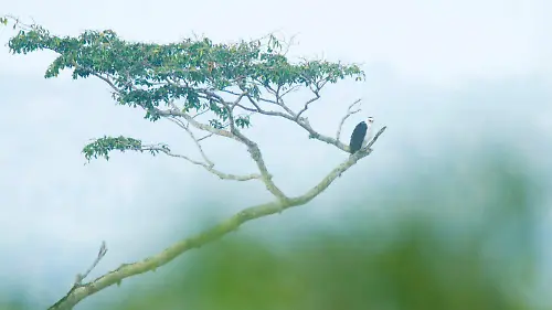 AGUILA_ALBINEGRA_04_ALTA-1536x1024