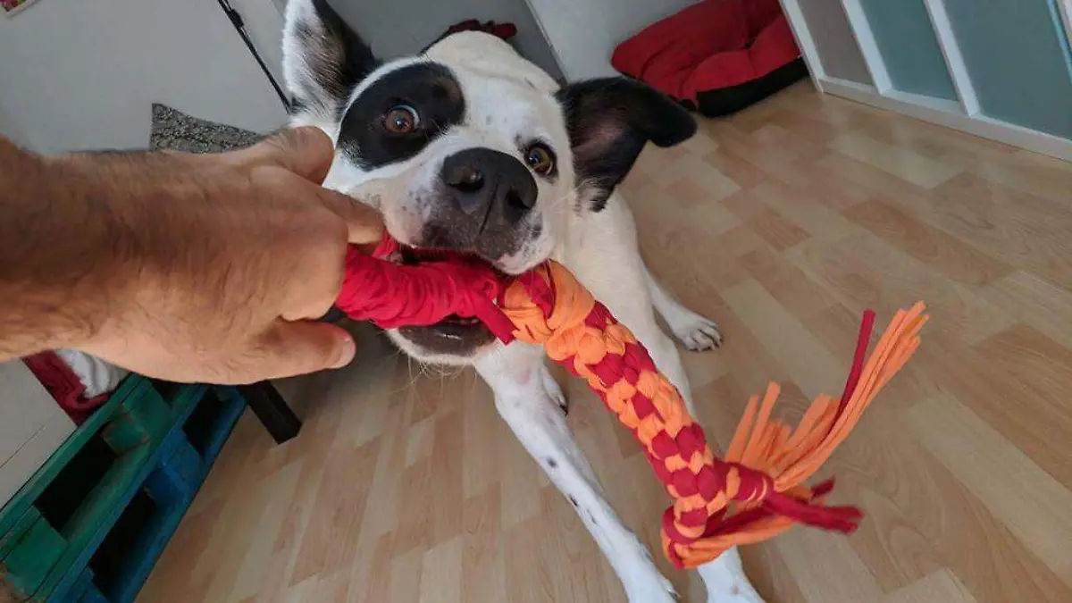 juegos-para-perros-casa-feature-02-1024x766
