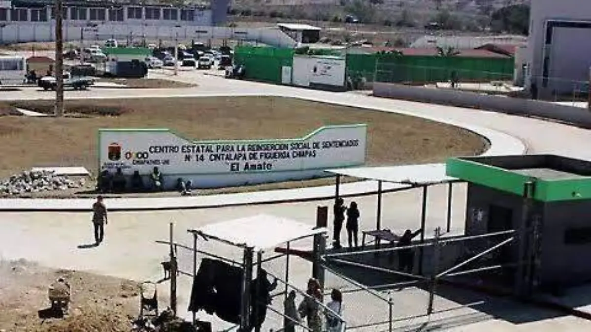 Amate coyote consentido