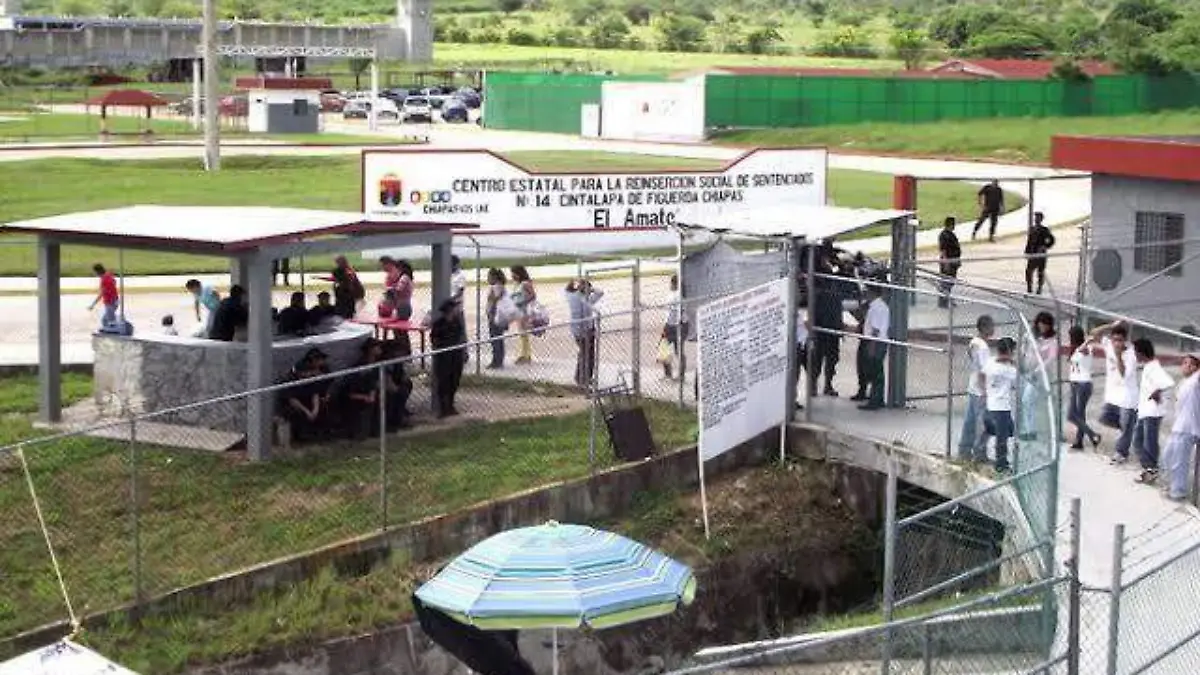 Amate coyote consentido