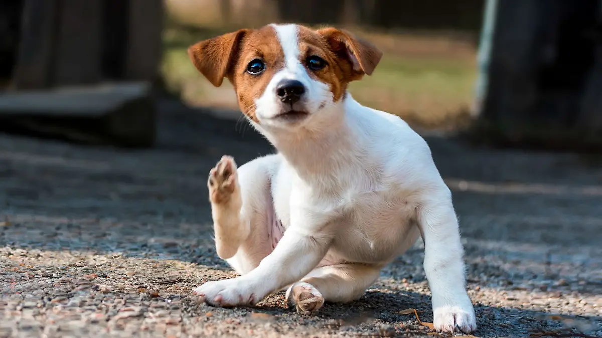 perrito rascándose