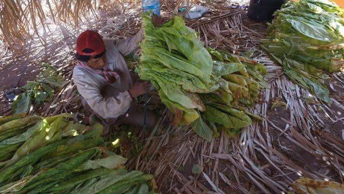 hoja