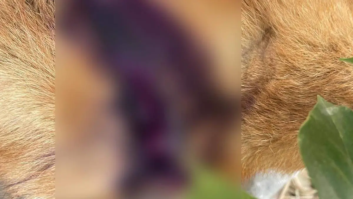 Agresión a perros animales riesgos sanitarios Tuxtla