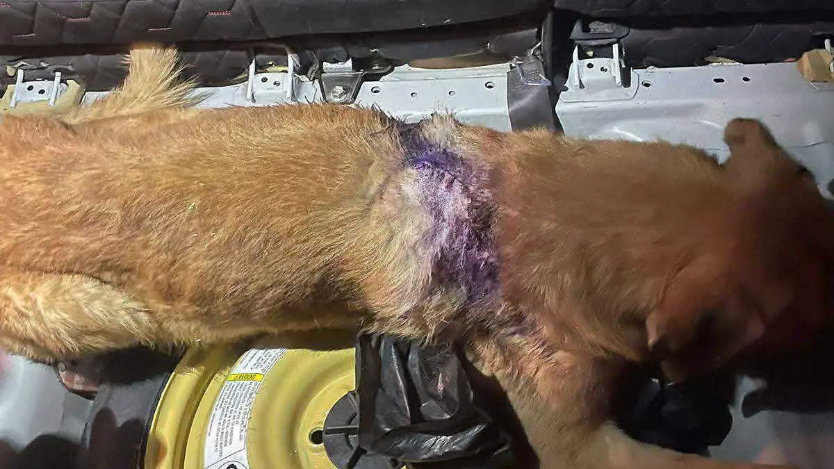 Agresión a animales perros Tuxtla