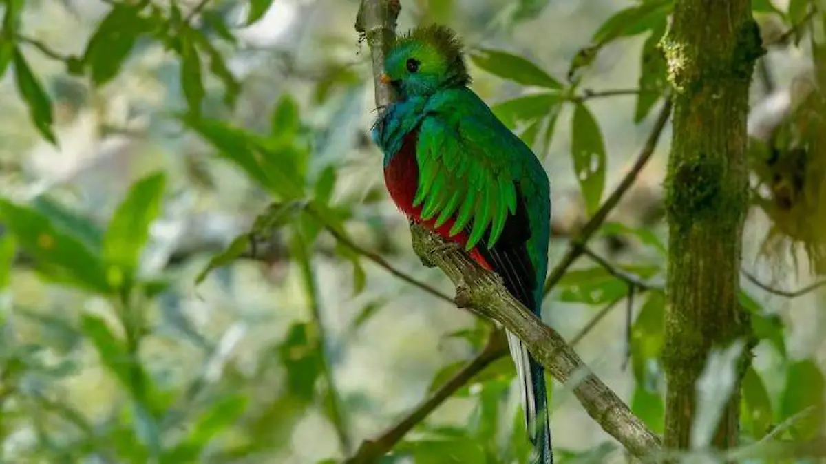 quetzal