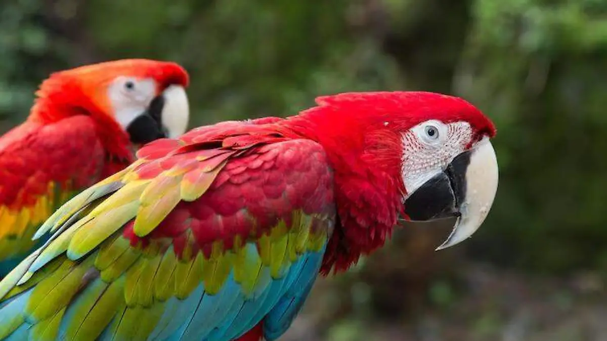 guacamayas