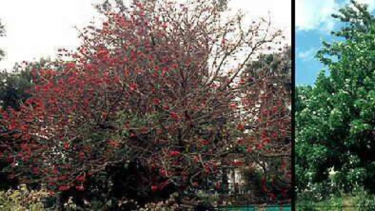 árbol