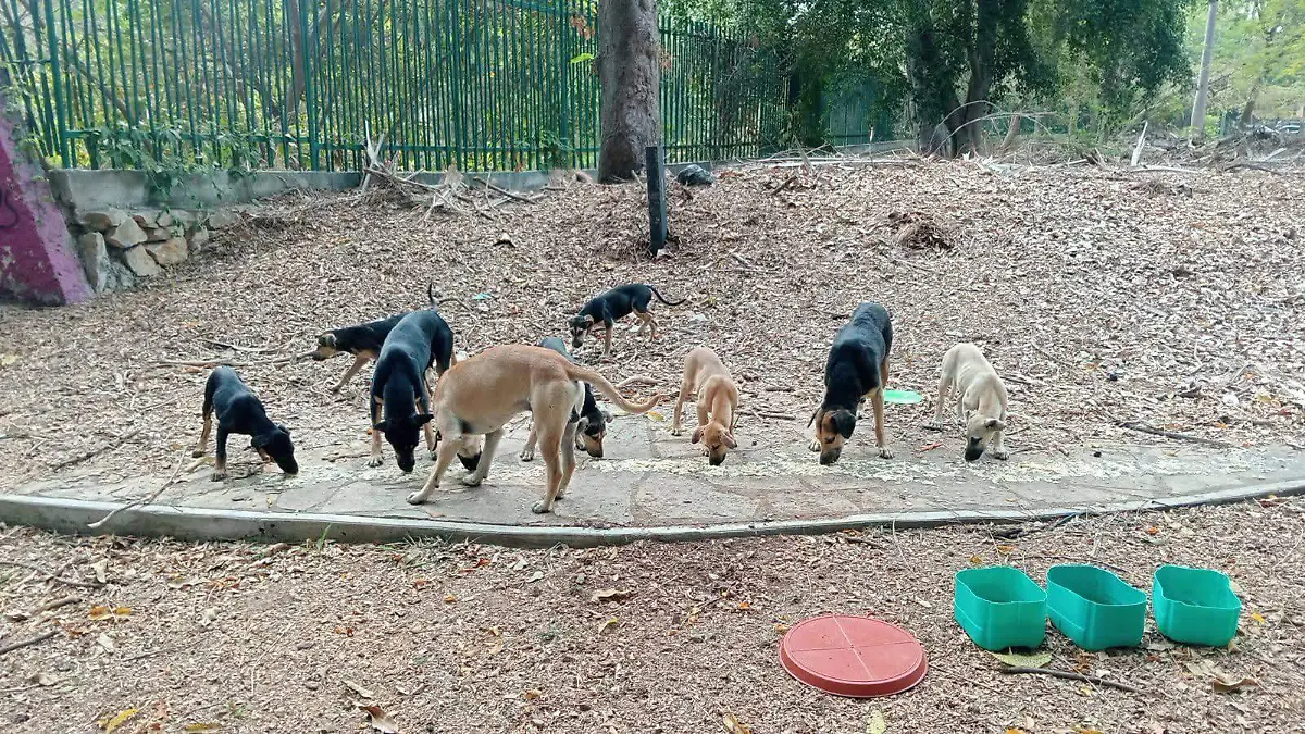 Perros en abandono Caña Hueca