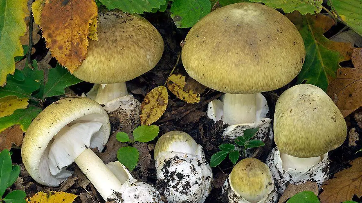 Amanita