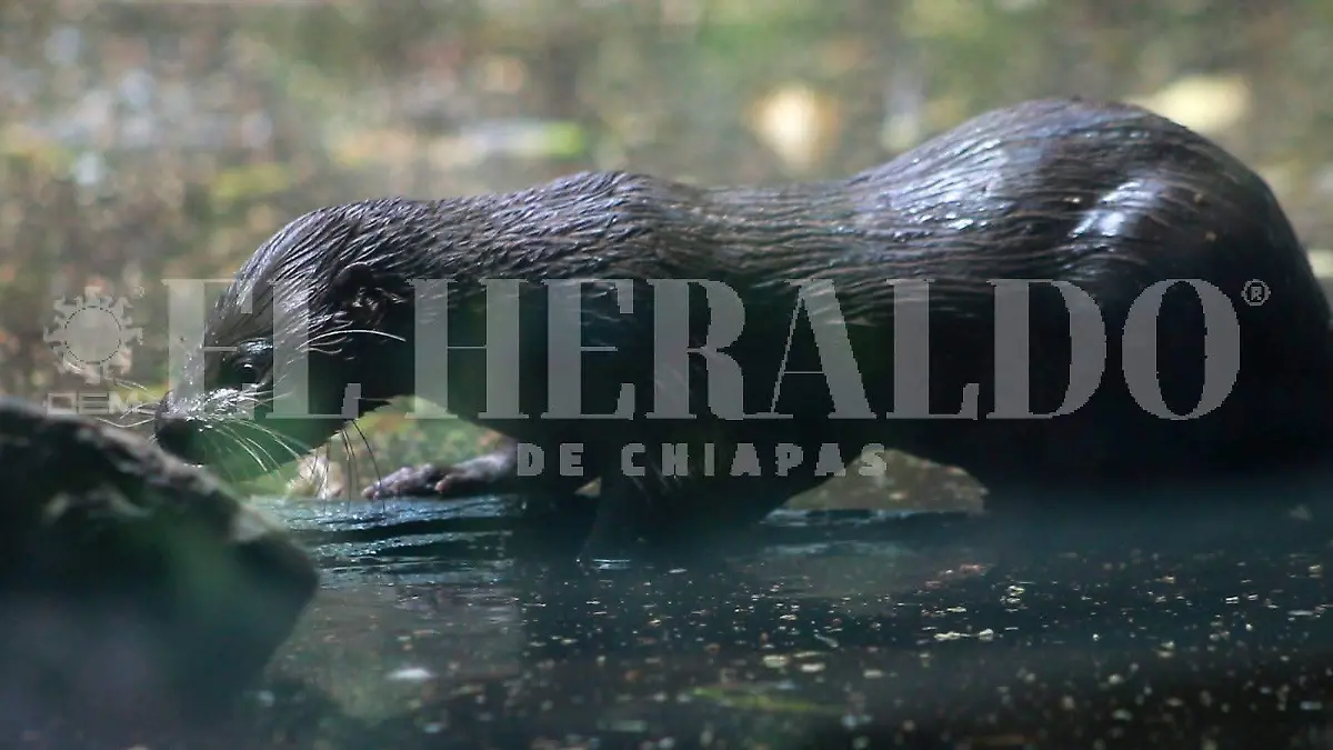 Ejemplares nutria zoológico