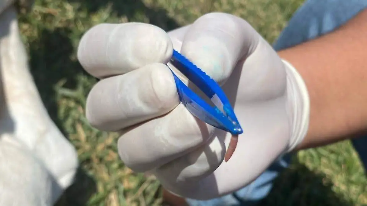 Gusano barrenador ganado Chilón SENASICA 