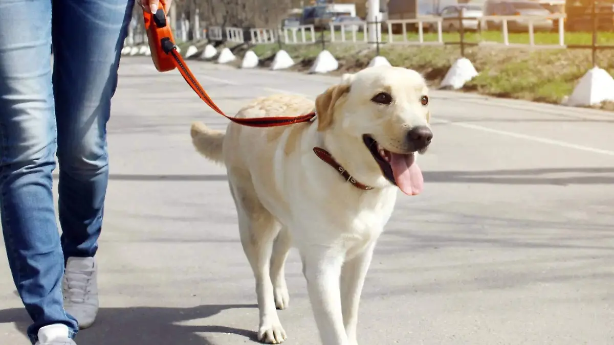 imagen-de-una-perro-de-paseo