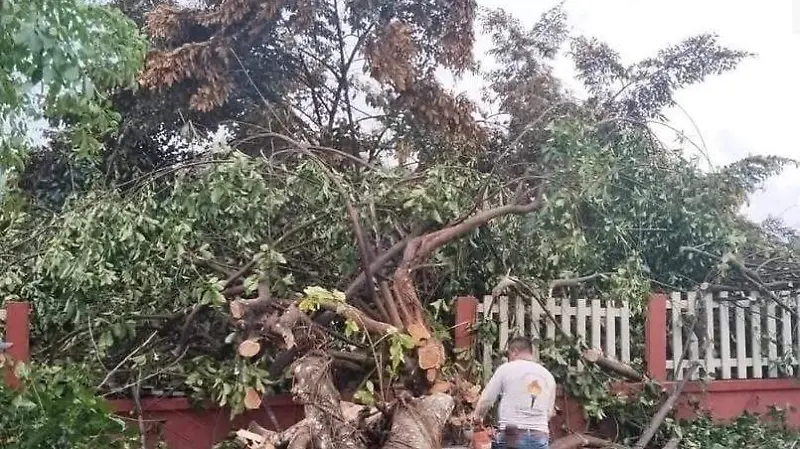árbol