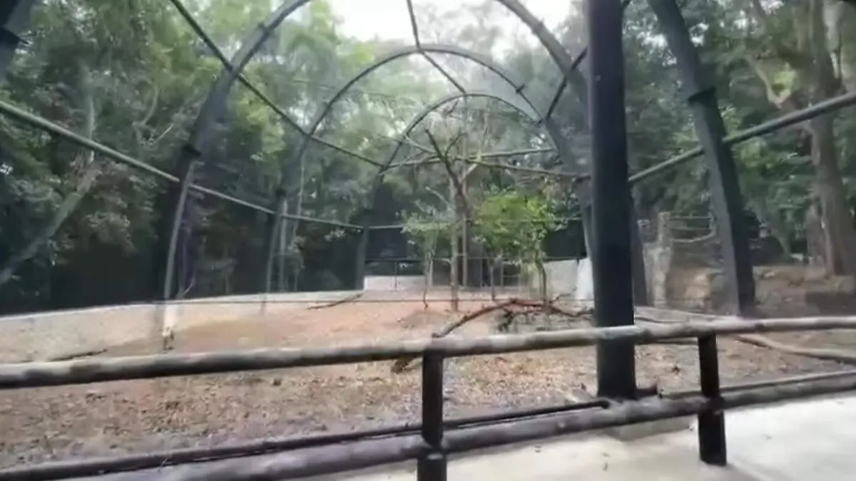 Águila arpía jaula ZooMAT fideicomiso