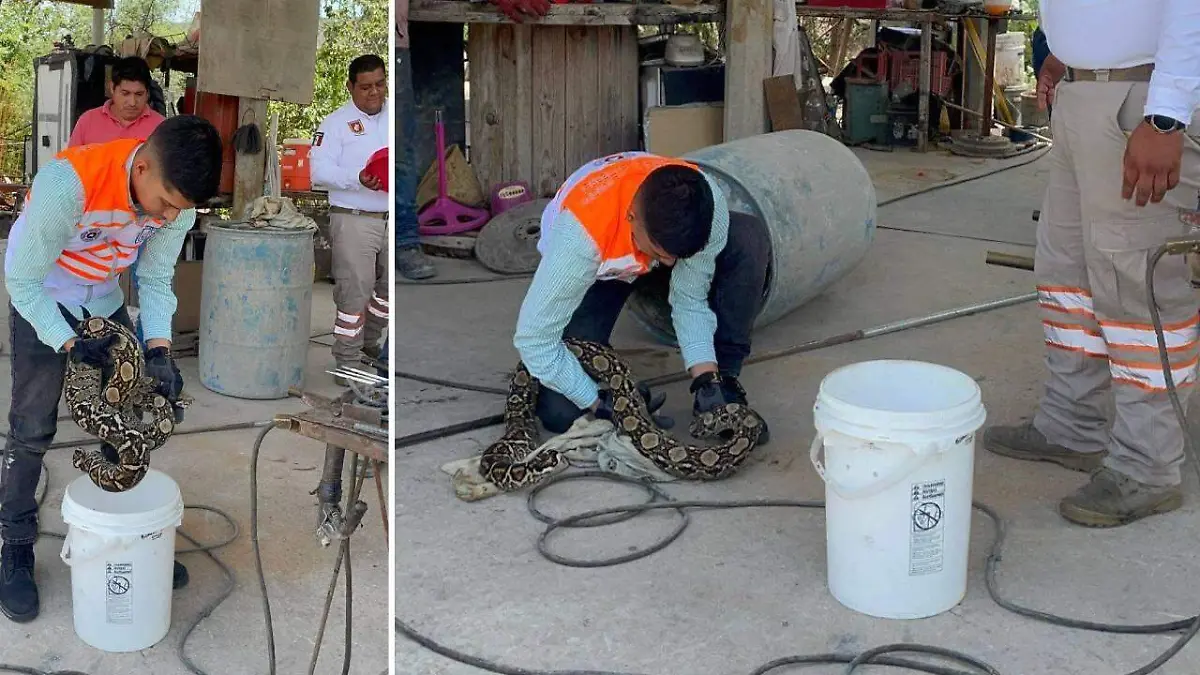 encuentran boa en plan de ayala