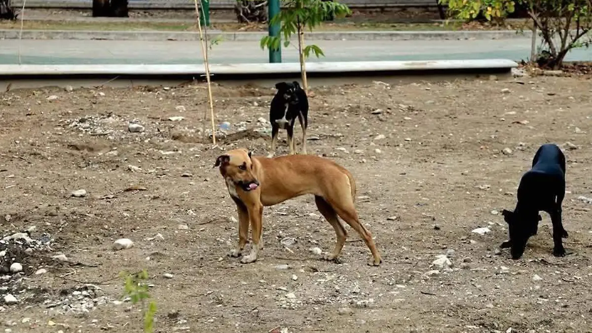 Perritos Caña Yueca estrerilizaciones ayuntamiento 
