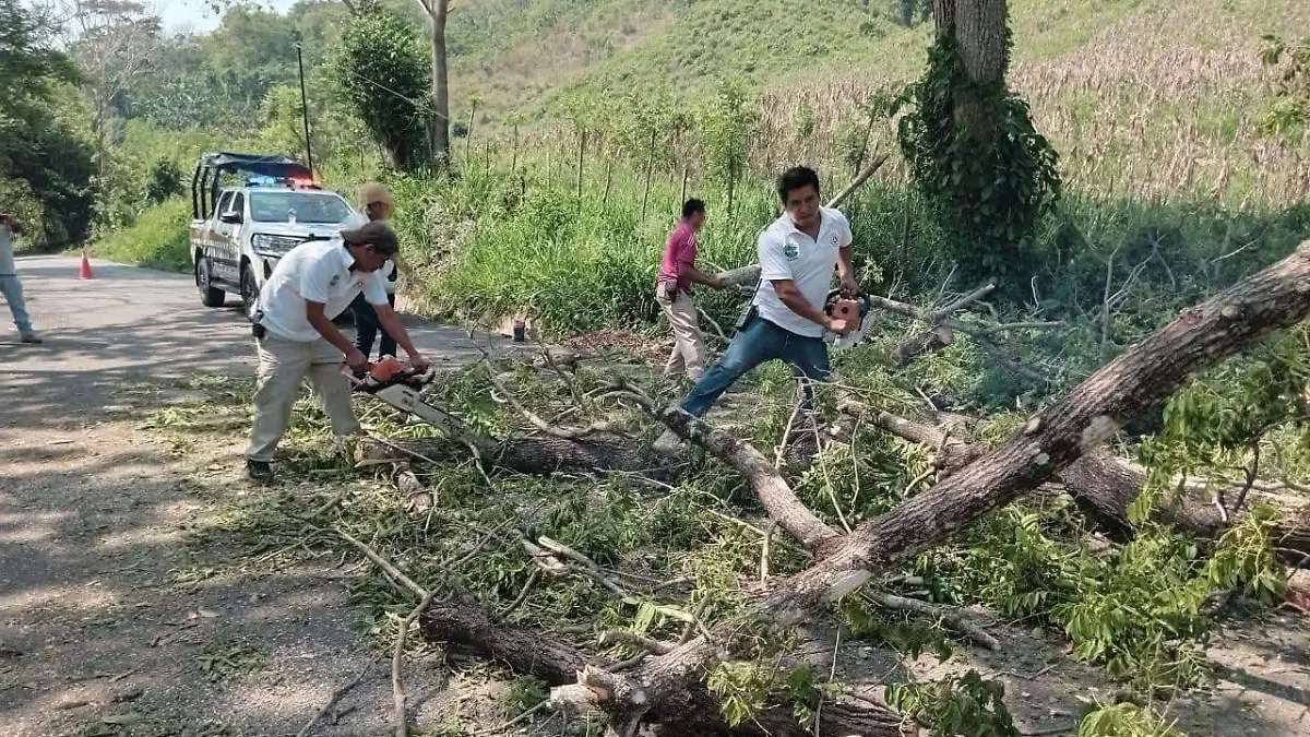 caída de árboles 3