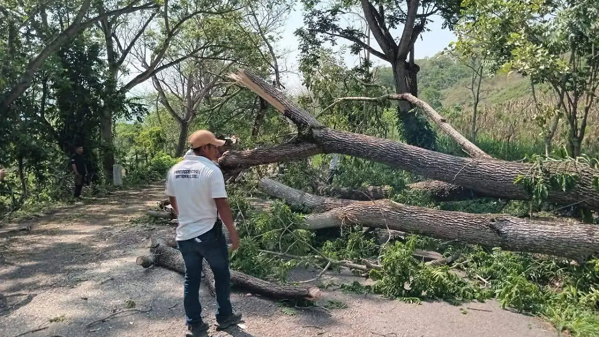 caída de árboles 2