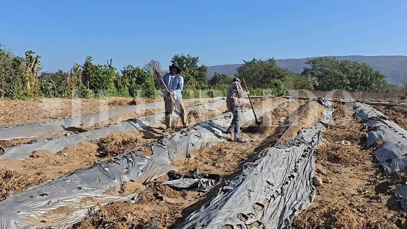 Agricultores perdidas Emiliano Zapata Chiapas
