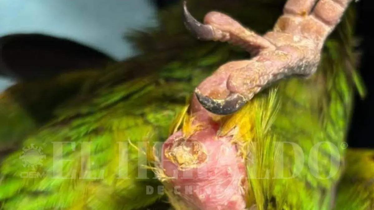 Loros rescate Caña Hueca