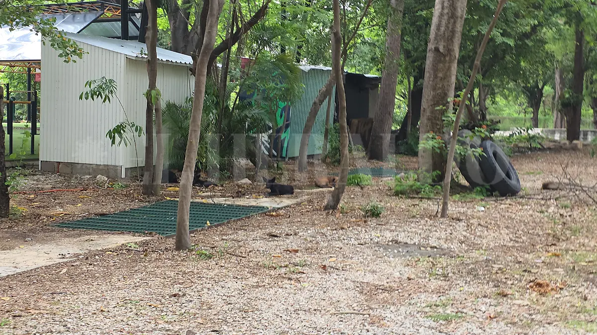 Jauria de perros loros Caña Hueca