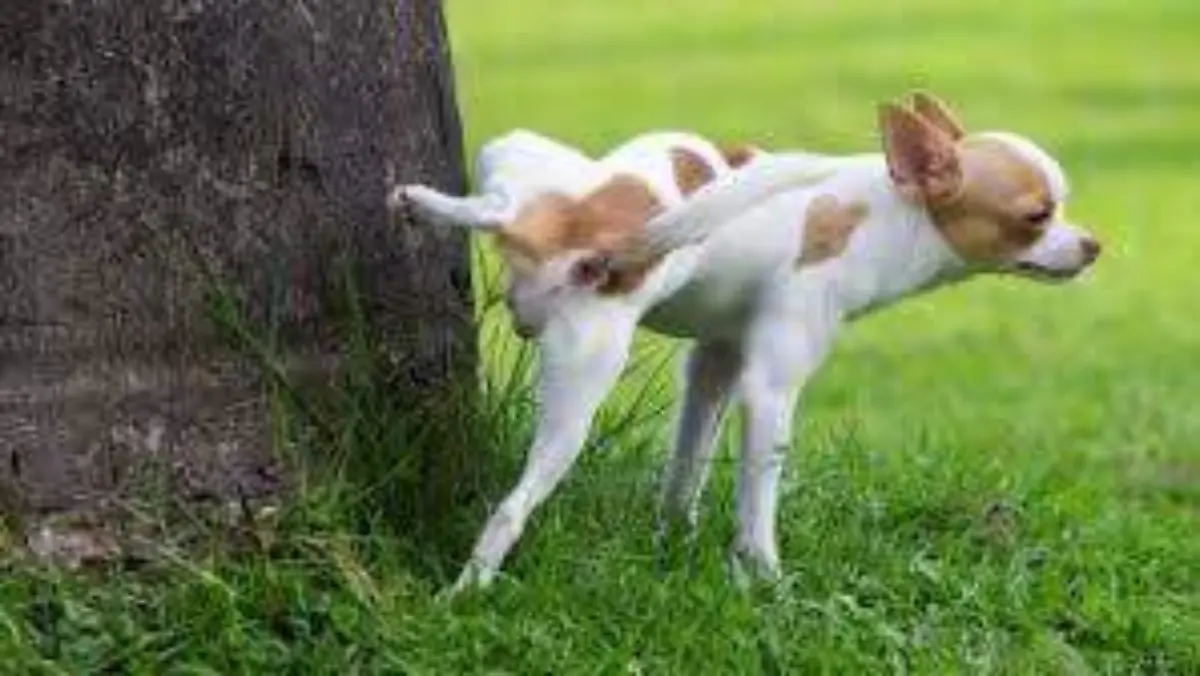 PERRO