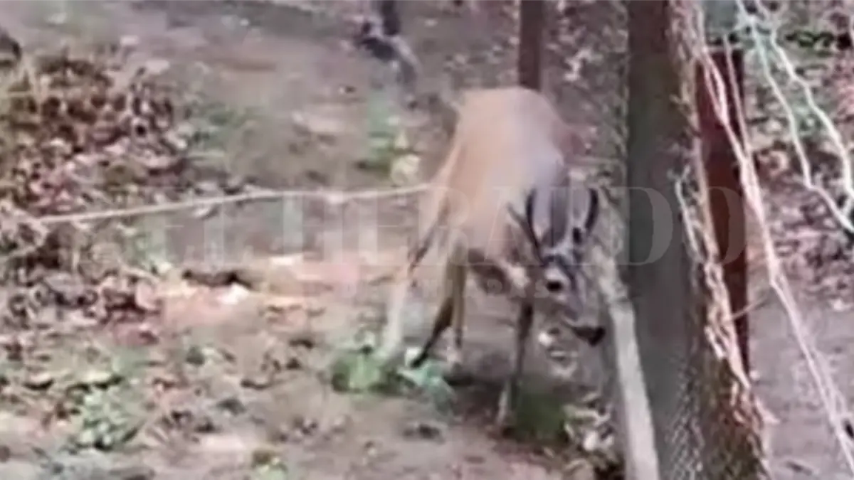 Ejemplares venados muertos ZooMAT