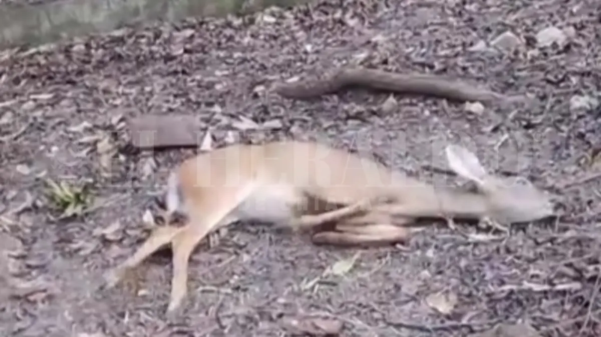 Ejemplares venados muertos ZooMAT