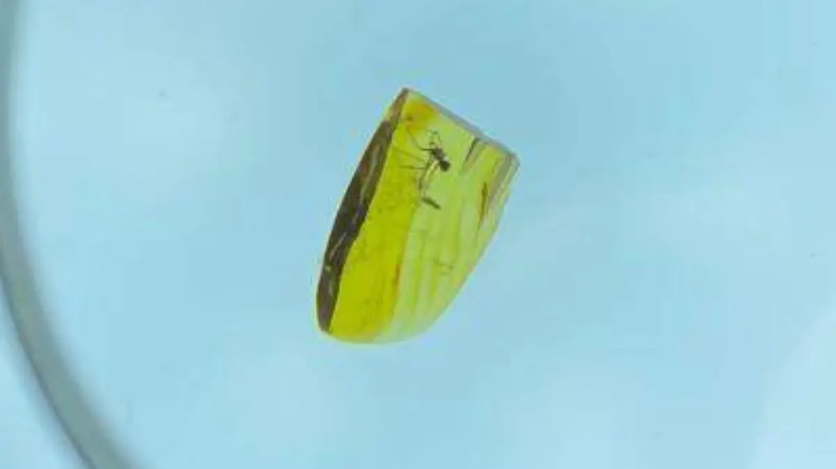 ESPECIE2